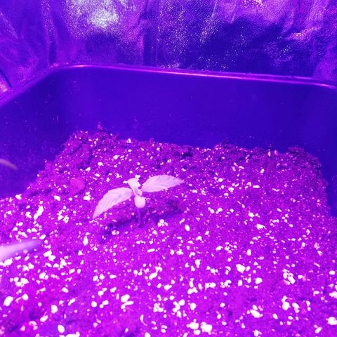 Varietà sconosciuta growlog timeline photo