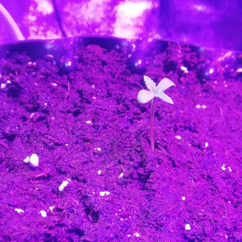 Varietà sconosciuta growlog timeline photo