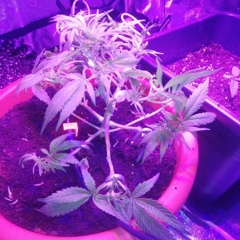 Varietà sconosciuta growlog timeline photo
