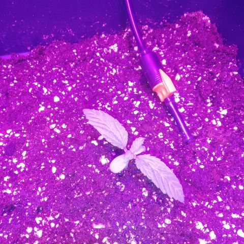 Varietà sconosciuta growlog timeline photo