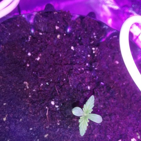 Varietà sconosciuta growlog timeline photo