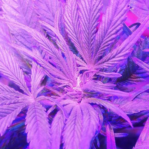 Varietà sconosciuta growlog timeline photo
