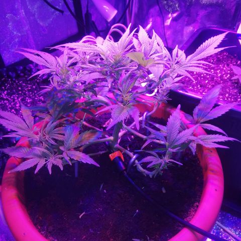 Varietà sconosciuta growlog timeline photo