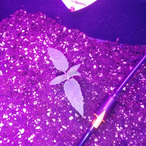 Varietà sconosciuta growlog timeline photo
