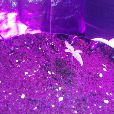 Varietà sconosciuta growlog timeline photo