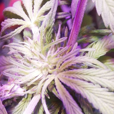 Varietà sconosciuta growlog timeline photo