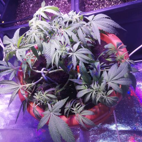 Varietà sconosciuta growlog timeline photo