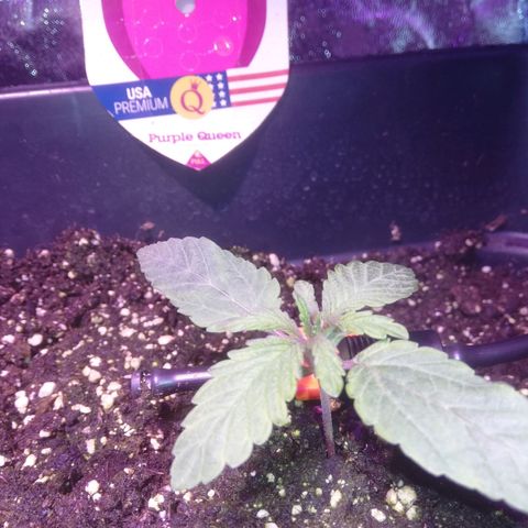 Varietà sconosciuta growlog timeline photo