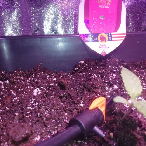 Varietà sconosciuta growlog timeline photo