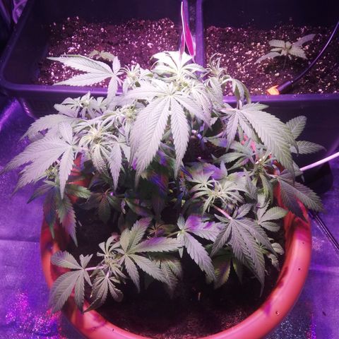 Varietà sconosciuta growlog timeline photo