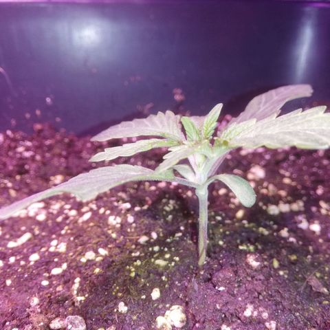 Varietà sconosciuta growlog timeline photo