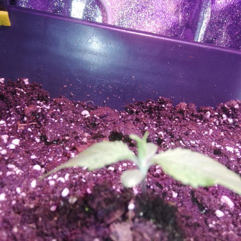 Varietà sconosciuta growlog timeline photo