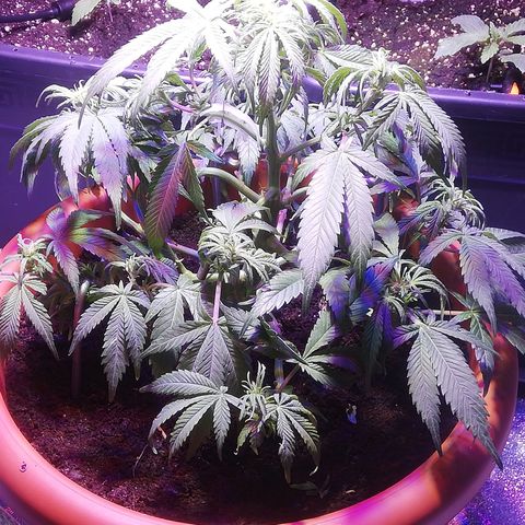 Varietà sconosciuta growlog timeline photo
