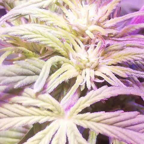 Varietà sconosciuta growlog timeline photo