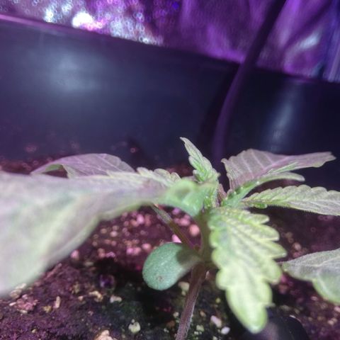 Varietà sconosciuta growlog timeline photo