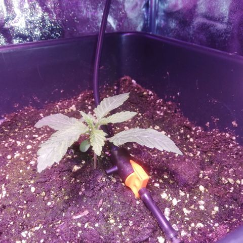 Varietà sconosciuta growlog timeline photo