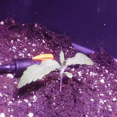 Varietà sconosciuta growlog timeline photo