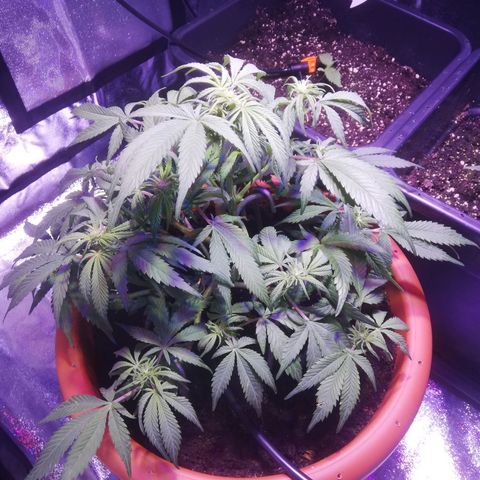 Varietà sconosciuta growlog timeline photo