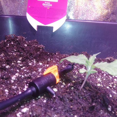 Varietà sconosciuta growlog timeline photo
