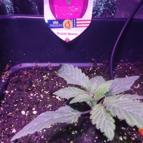 Varietà sconosciuta growlog timeline photo