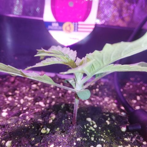 Varietà sconosciuta growlog timeline photo