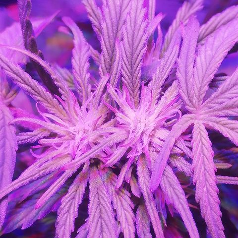 Varietà sconosciuta growlog timeline photo