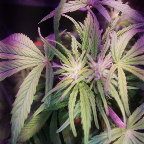 Varietà sconosciuta growlog timeline photo