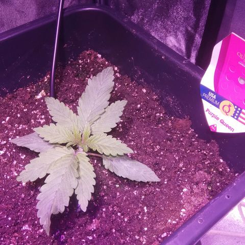 Varietà sconosciuta growlog timeline photo