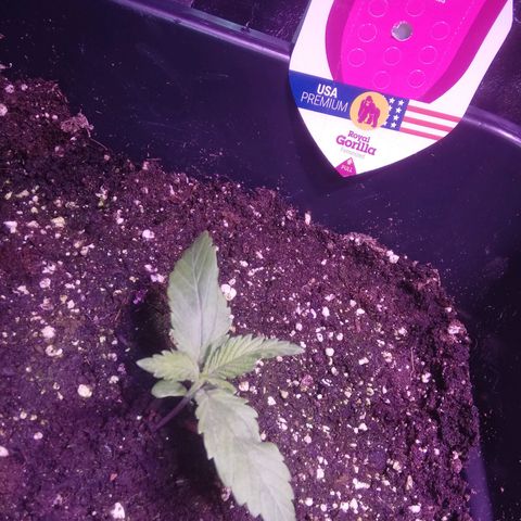 Varietà sconosciuta growlog timeline photo