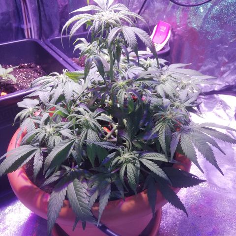 Varietà sconosciuta growlog timeline photo
