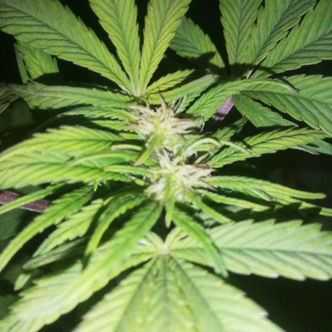 Varietà sconosciuta growlog timeline photo