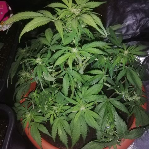 Varietà sconosciuta growlog timeline photo