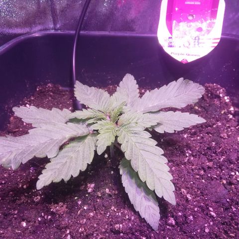 Varietà sconosciuta growlog timeline photo