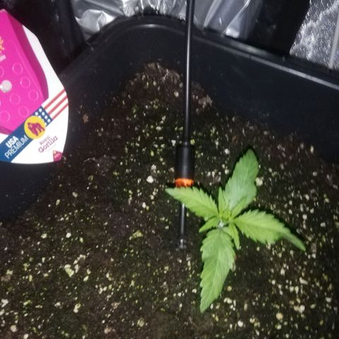 Varietà sconosciuta growlog timeline photo