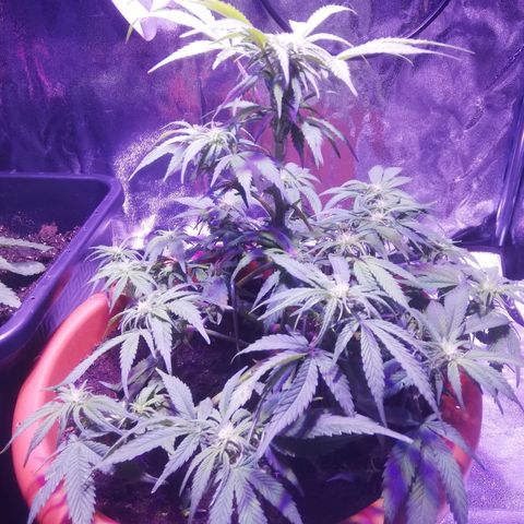 Varietà sconosciuta growlog timeline photo