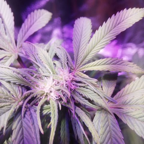 Varietà sconosciuta growlog timeline photo