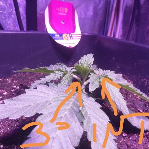 Varietà sconosciuta growlog timeline photo