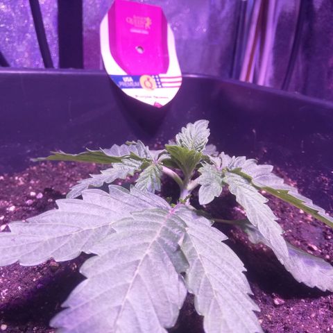 Varietà sconosciuta growlog timeline photo