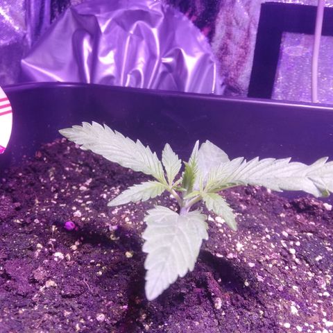 Varietà sconosciuta growlog timeline photo