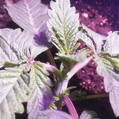 Varietà sconosciuta growlog timeline photo