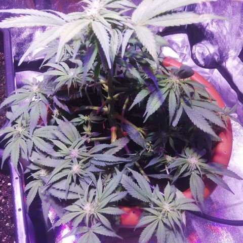 Varietà sconosciuta growlog timeline photo