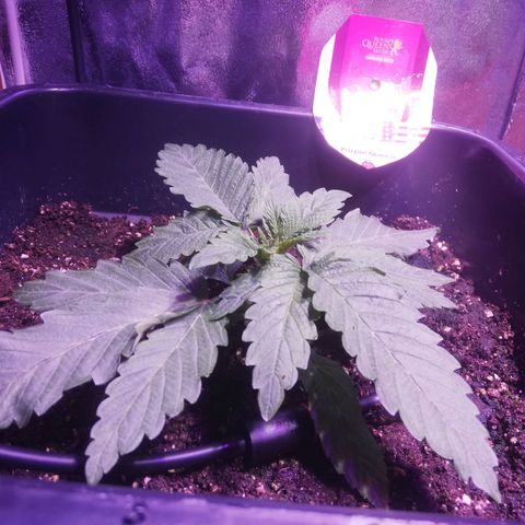 Varietà sconosciuta growlog timeline photo