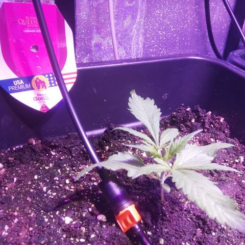 Varietà sconosciuta growlog timeline photo