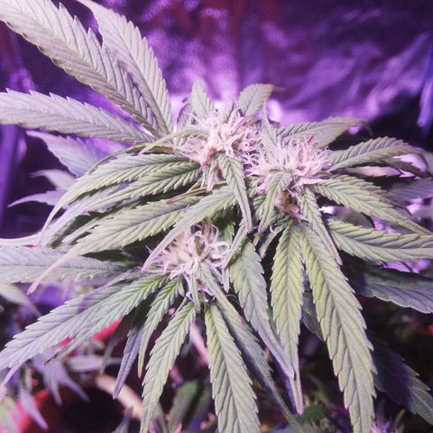 Varietà sconosciuta growlog timeline photo