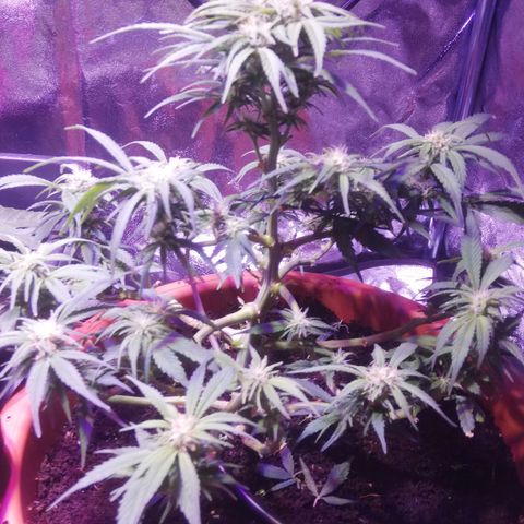 Varietà sconosciuta growlog timeline photo