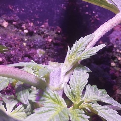 Varietà sconosciuta growlog photo: Tra una 15 gg eliminare parte inferiore per main lining 