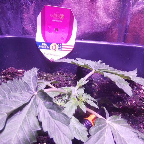 Varietà sconosciuta growlog photo: Tra una 15 gg eliminare parte inferiore per main lining 