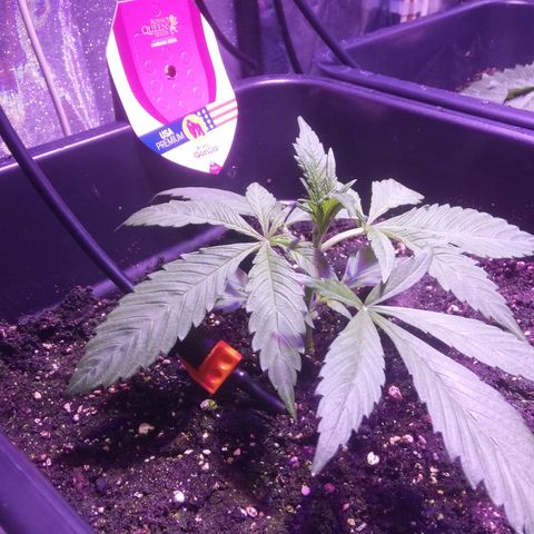 Varietà sconosciuta growlog timeline photo