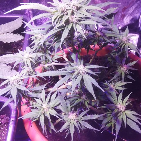 Varietà sconosciuta growlog timeline photo
