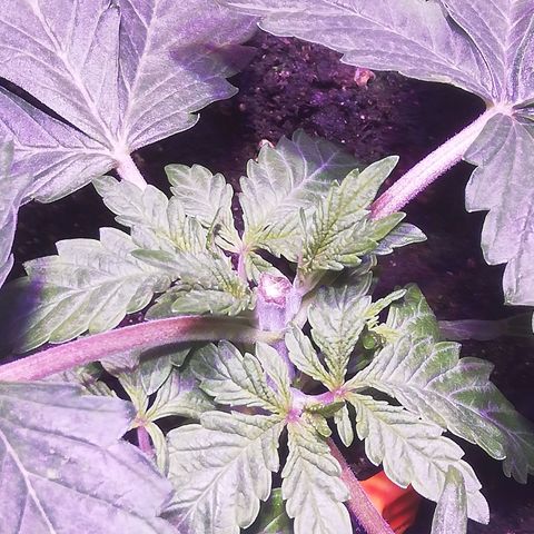 Varietà sconosciuta growlog timeline photo